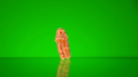 Colorful Character Dancing Break dance Against Green Background Stock Footage 118375946