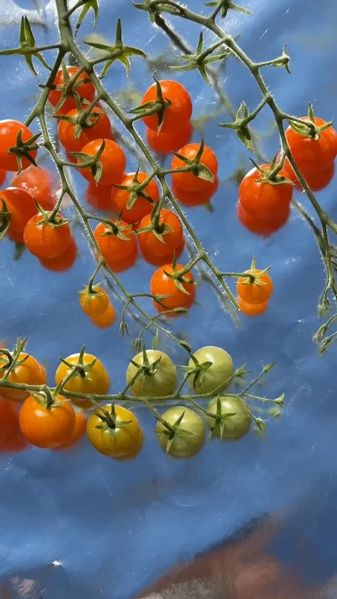 Colorful Cherry Tomatoes Stock Footage 319445859