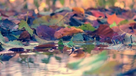 Colorful chestnut, beech, maple and oak tree leaves in a puddle in autumn Stock Footage 165271268