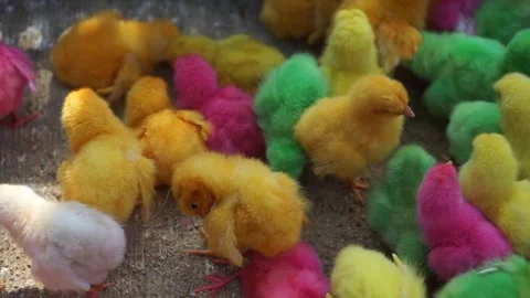 Colorful chicken Video stock 259492538