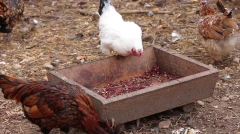 Colorful chickens Stock Footage 43561760