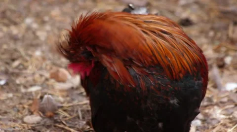 Colorful chickens Stock Footage 43562840