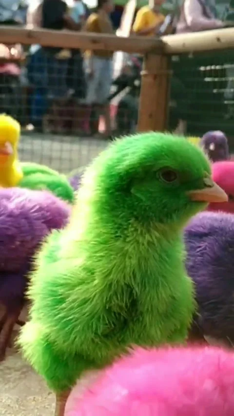Colorful chickens Stock Footage 244584564