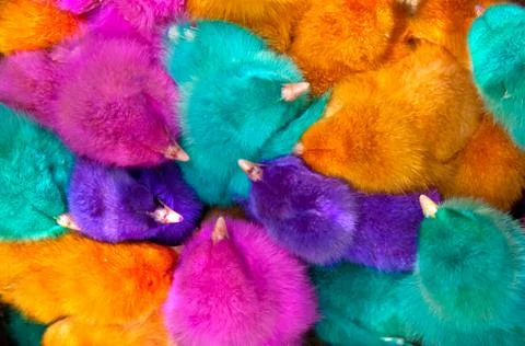 Colorful chicks as background Stock Photos