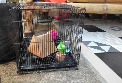Colorful chicks in the cage Stock Photos