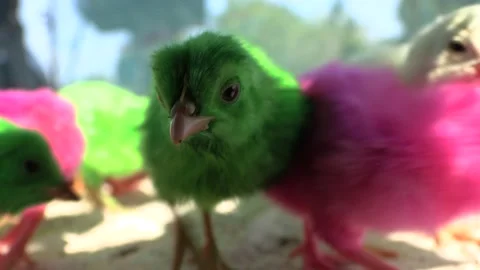 Colorful chicks close up in front of camera Stock Footage 172250875