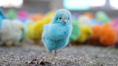 COLORFUL CHICKS Stock Footage