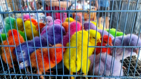 Colorful chicks Stock Footage 196206613