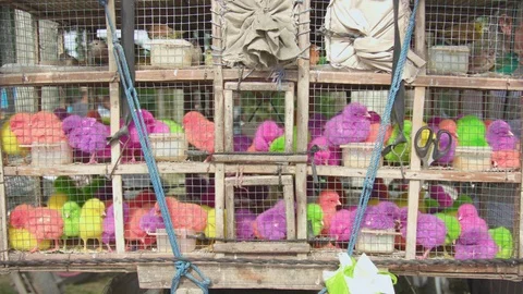 Colorful chicks kept in the cage Stock Footage 87139591