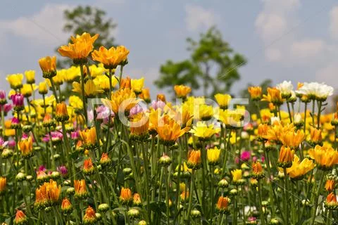 Colorful chrysanthemum flowers Stock Photos