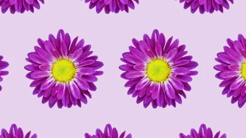 Colorful chrysanthemum pattern on a pink background. Simple motion graphics Video stock 148053349