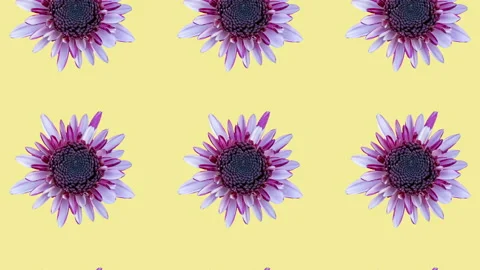 Colorful chrysanthemum pattern on a yellow background. Simple motion graphics Video stock 148053257
