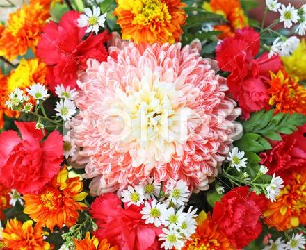 Colorful chrysanthemum Stock Photos