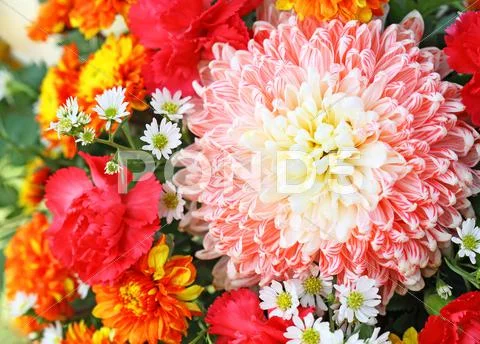 Colorful chrysanthemum Stock Photos