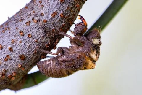 Colorful Cicada Insect Shell or Carcass on a Tree Trunk Stock Photos