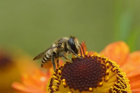 Colorful closeup on a Patchwork leafcutter bee, Megachile centuncularis on orang 写真素材