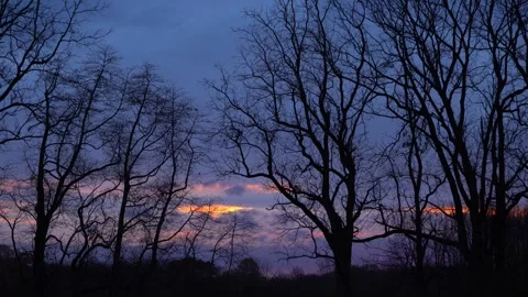 Colorful clouds and bare trees on morning in Autumn Stock Footage 290890048