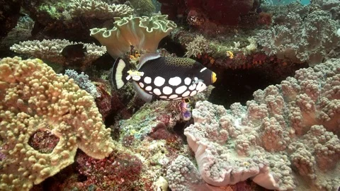 Colorful clown trigger fish on a tropical coral reef in Indonesia Stock Footage 112989803