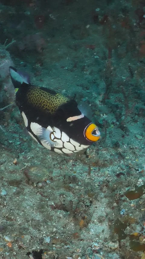 Colorful clown trigger fish on a tropical coral reef, Indonesia - close up shot Vídeo Stock 345294074