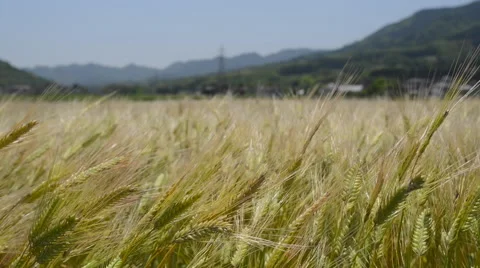 Colorful coffee ripe berries on coffee tree Stock Footage 51663168