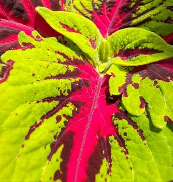 Colorful Coleus Leaf Pattern Macro Stock Photos