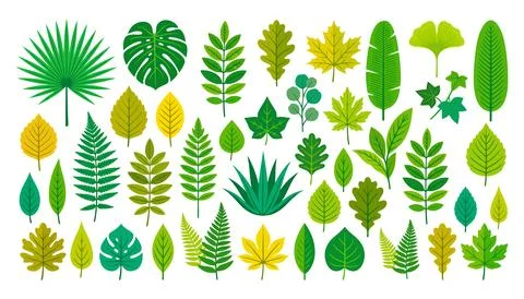 Colorful collection of various leaf illustrations 스톡 일러스트