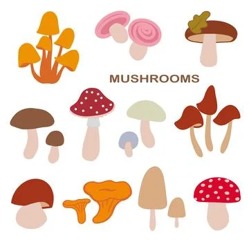 A colorful collection of various mushrooms in differing shapes and sizes Stock Illustration