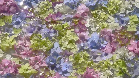 Colorful composition with Hydrangea flowers waving on the water surface. Slow-mo Vídeos de archivo 99453661