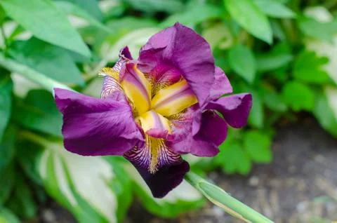 Colorful composition with Iris flowers. Stock Photos
