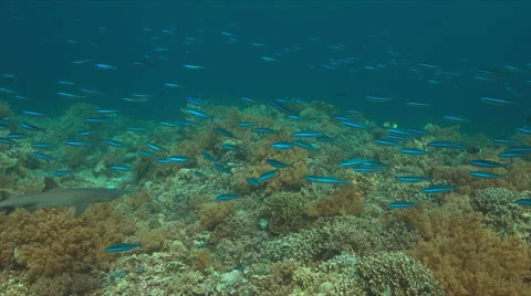 Colorful coral reef in Philippines Stock Footage