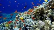 Colorful Corals And Fish. Tropical Fish. Underwater Life In The Ocean. Stock Footage