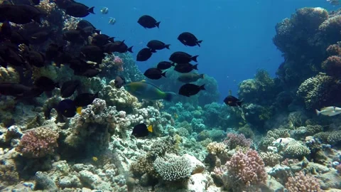 Colorful corals and fish. Tropical fish. Underwater life in the ocean. Stock Footage 144551663