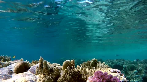 Colorful corals. The depth of the ocean. Stock Footage 61404435