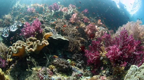 Colorful Corals on Reef Stock Footage 58253830