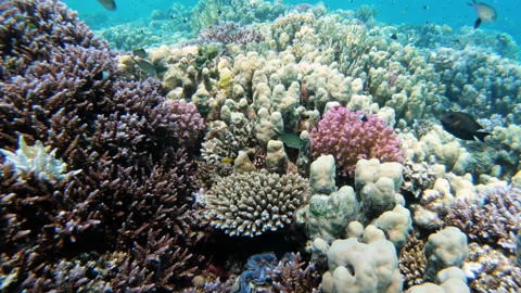 Colorful corals, tropical fish and Giant clam in the Red Sea reef Stock Footage