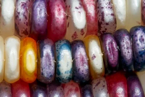 Colorful Corn on the Cob Stock Photos