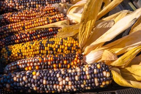 Colorful corn Stock Photos