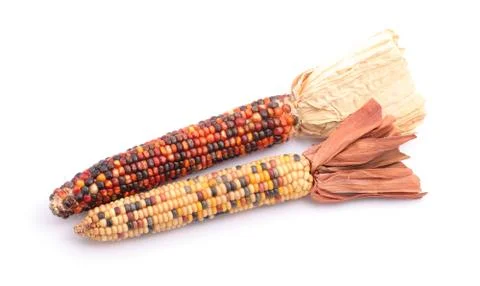 Colorful corns Stock Photos