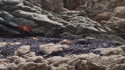 Colorful crab crawling over rock surface in Paracas, Peru. Stock-Footage 244266053