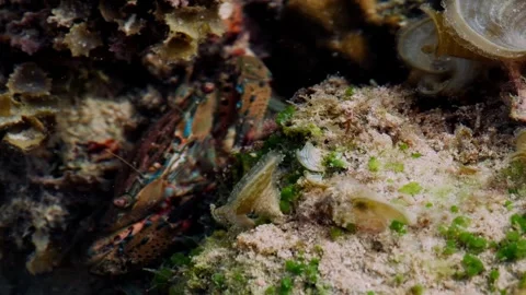 Colorful Crab Moving Through a Rocky Seabed Stock-Footage 342016289