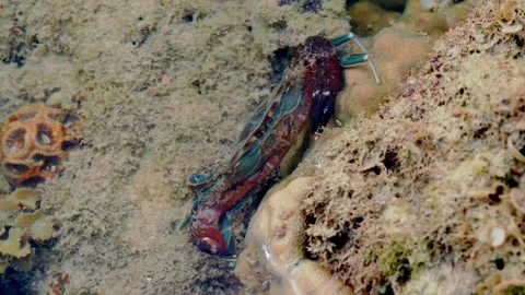 Colorful Crab Resting Between Rocks in a Tropical Intertidal Habitat Stock-Footage 342695919