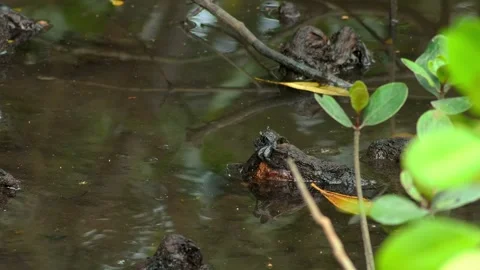 Colorful Crab Resting on Wet Tree Roots at the Waterline 스톡 동영상 343070119