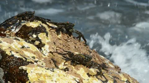 Colorful crabs Stock-Footage 10564383