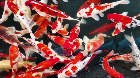 Colorful crap fish or koi fish swimming in water pond. Stock Footage 308180467