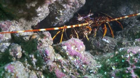 Colorful crayfish 2 Video stock 12451787