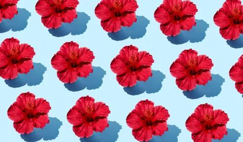 Colorful creative flat lay pattern of a hibiscus flower on a blue background Stock Photos