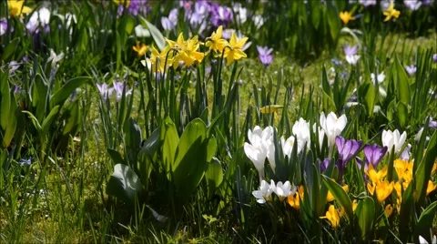 Colorful crocus meadow 库存影片 47666454