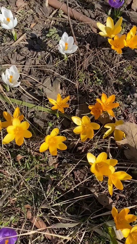 Colorful crocuses blooming in early spring garden with dry leaves and grass.. Stock Footage 313493101