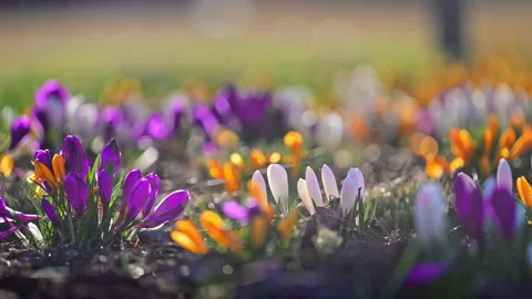 Colorful crocuses blooming in spring meadow, soft sunlight, inspiring natural Stock Footage 326338513