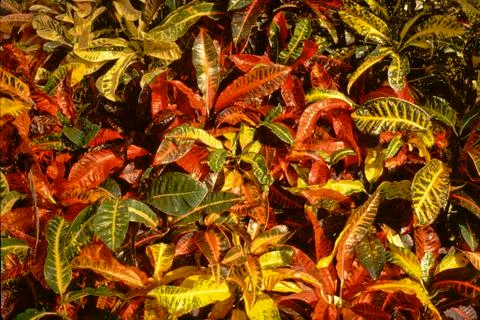 Colorful Crotons Stock Photos